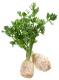 How To Freeze Mashed Celeriac